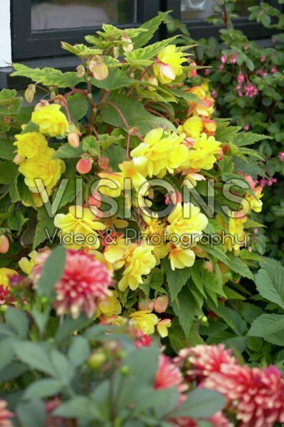 Begonia cascade yellow Begonia cascade yellow