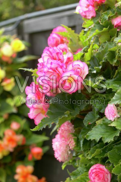 Begonia Picotee pink Begonia Picotee pink