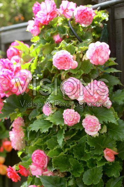 Begonia cascade pink Begonia cascade pink
