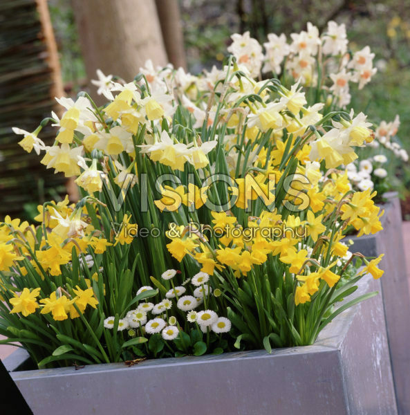 Bellis perennis, Narcissus Bellis perennis, Narcissus