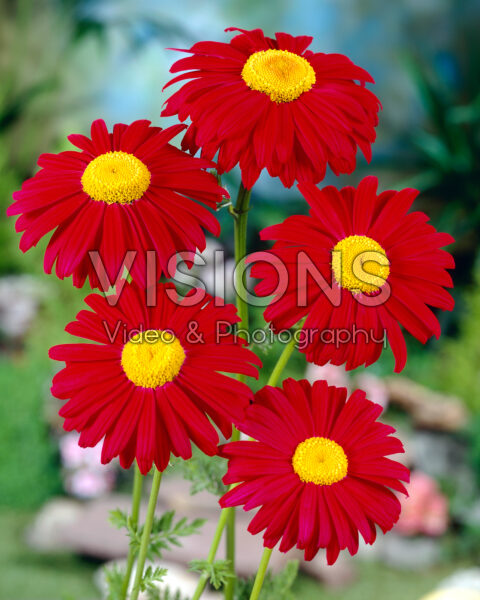 Chrysanthemum Robinson Red