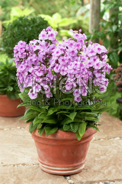 Phlox Fondant Fancy Phlox Fondant Fancy