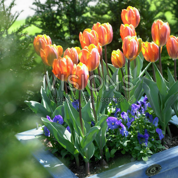 Tulipa Prinses Irene, Viola blue Tulipa Prinses Irene, Viola blue