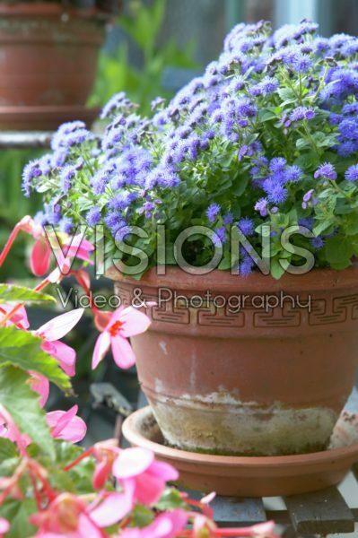 Ageratum houstonianum Ageratum houstonianum