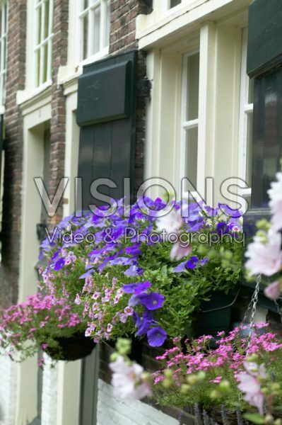 Petunia, Verbena pink in hanging basket Petunia, Verbena pink in hanging basket