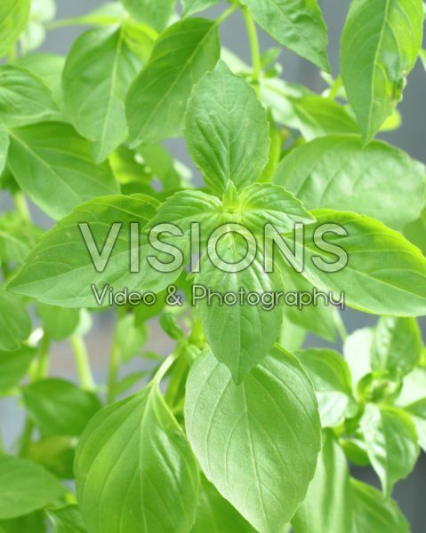 Ocimum basilicum var. citriodorum Ocimum basilicum var. citriodorum