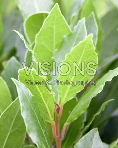 Laurus nobilis Laurus nobilis