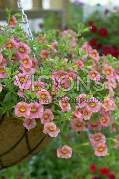 Calibrachoa Cabaret Peach Calibrachoa Cabaret Peach