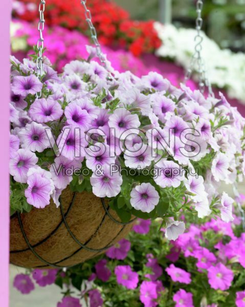 Petunia Shock Wave Pink Vein Petunia Shock Wave Pink Vein