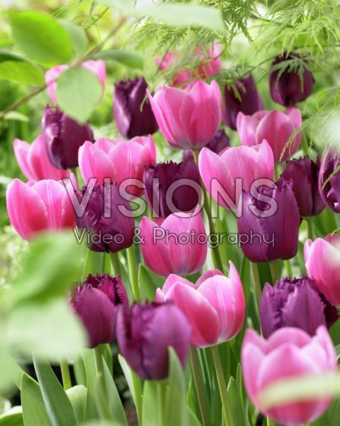 Tulipa Curly Sue, Tineke vander Meer Tulipa Curly Sue, Tineke vander Meer
