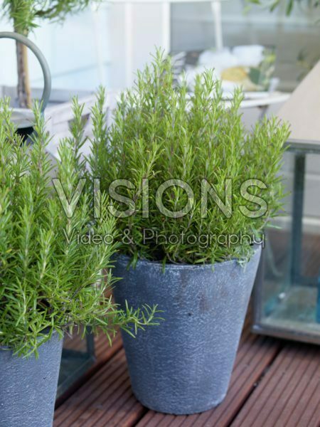 Rosmarinus officinalis Rosmarinus officinalis