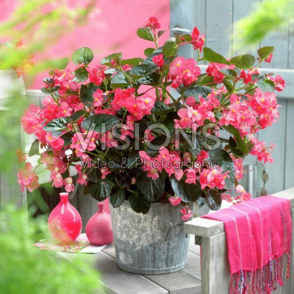 Begonia rose dark foliage Begonia rose dark foliage