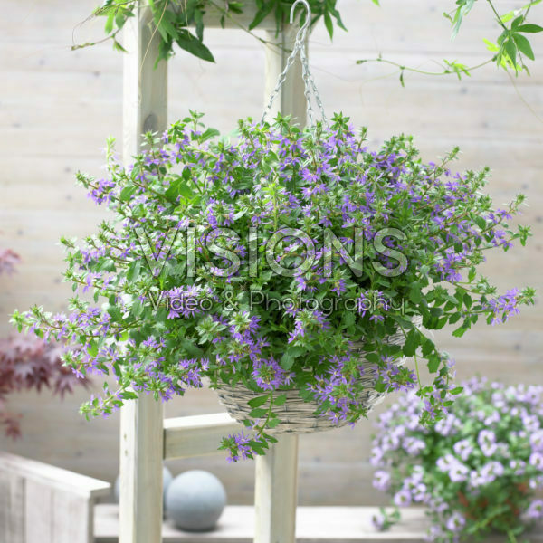 Scaevola Blue Scaevola Blue