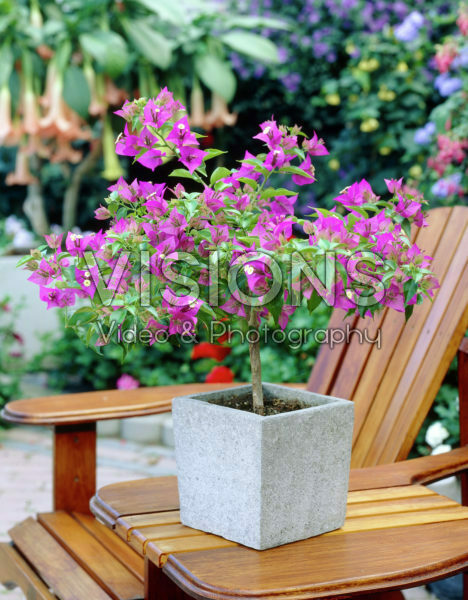 Bougainvillea purple Bougainvillea purple