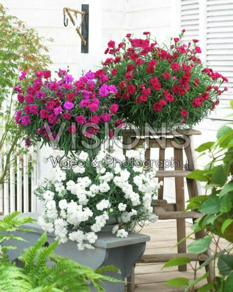 Dianthus collection Dianthus collection