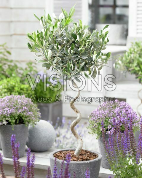 Olea europaea Olea europaea