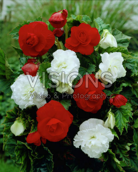 Begonia double red + white mixed Begonia double red + white mixed