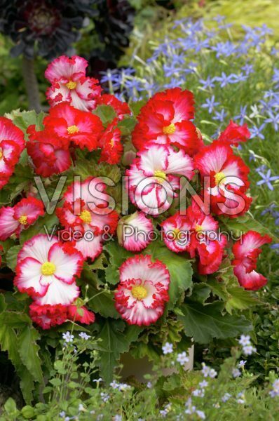 Begonia marginata Begonia marginata