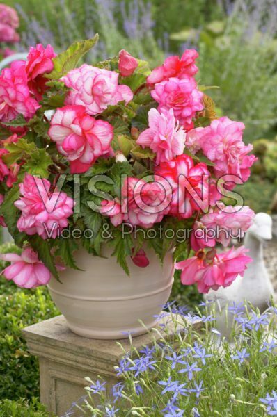 Begonia Pink Balcony Begonia Pink Balcony