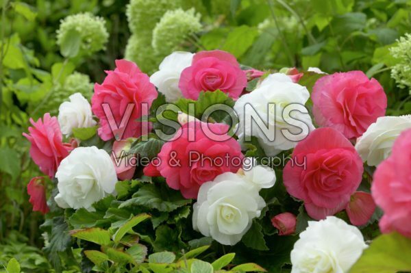 Begonia pink-white Begonia pink-white