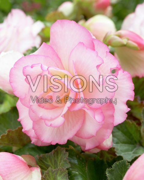 Begonia Picotee pastel pink Begonia Picotee pastel pink