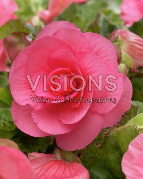 Begonia pink Begonia pink