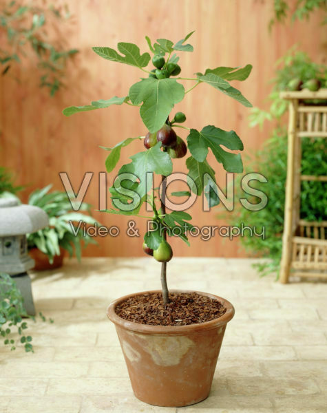 Ficus carica Violetta ® Ficus carica Violetta ®
