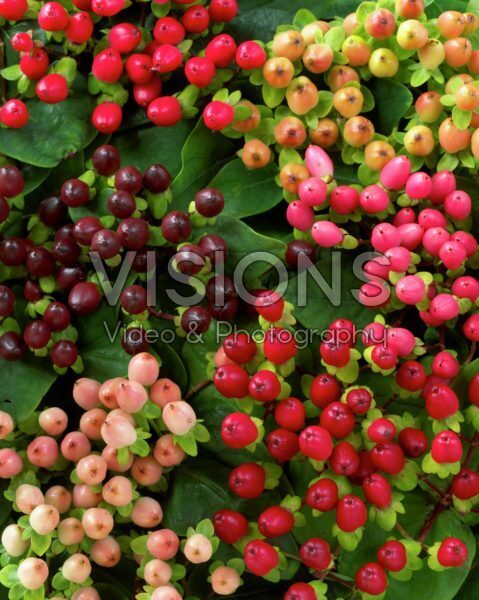 Hypericum mix Hypericum mix