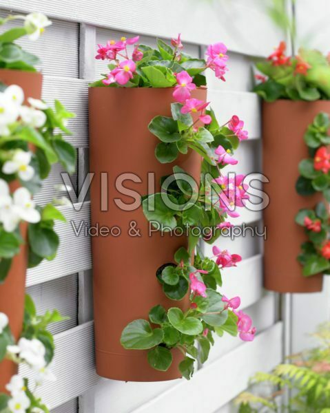 Begonia in hanging pot Begonia in hanging pot