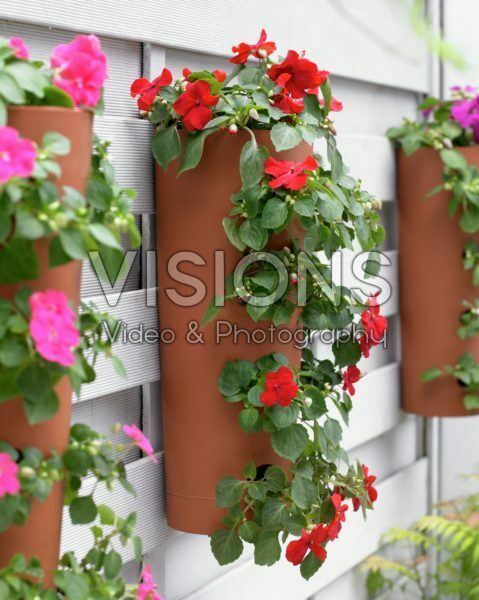Impatiens in hanging pot Impatiens in hanging pot
