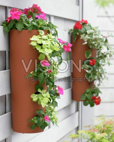 Impatiens in hanging pot Impatiens in hanging pot