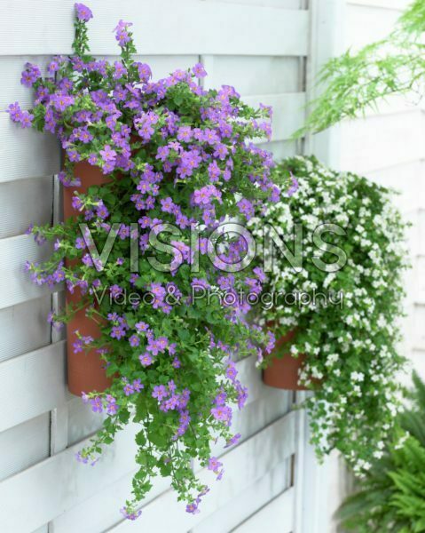 Bacopa in hanging pot Bacopa in hanging pot