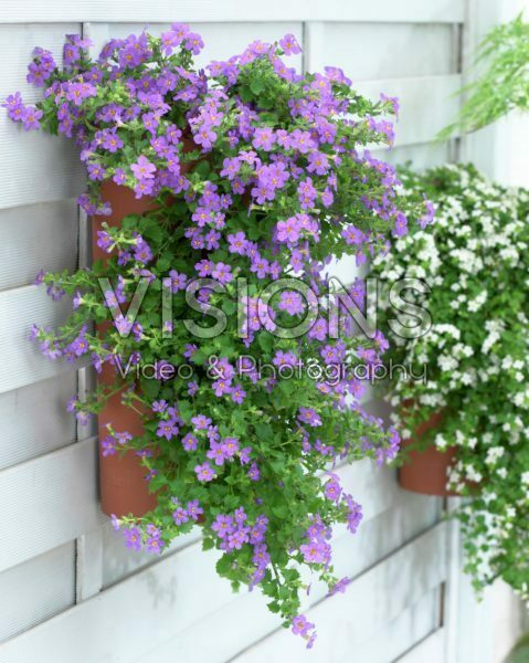 Bacopa in hanging pot Bacopa in hanging pot