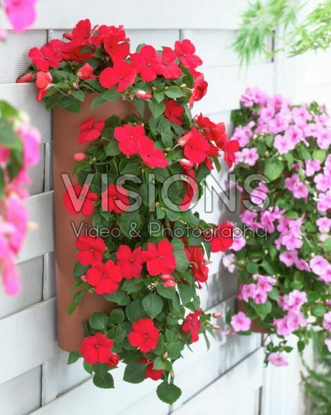 Impatiens in hanging pot Impatiens in hanging pot
