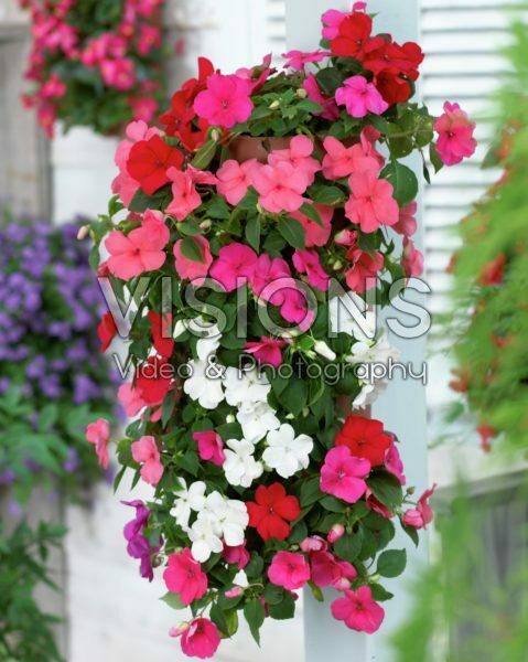Impatiens in hanging pot Impatiens in hanging pot