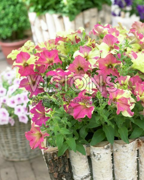 Petunia Sophistica Lime Bicolor Petunia Sophistica Lime Bicolor