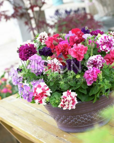Petunia Duo Mix Petunia Duo Mix