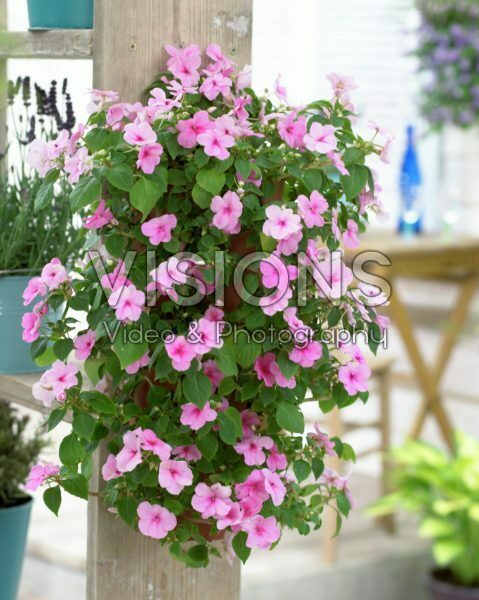 Impatiens in hanging pot Impatiens in hanging pot
