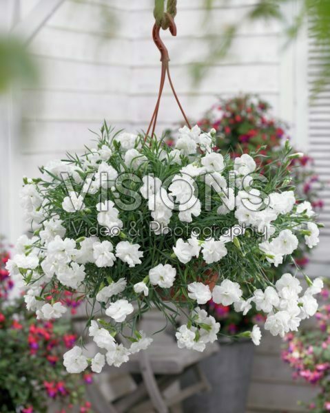 Dianthus white Dianthus white