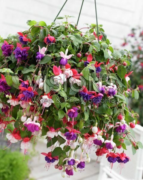 Fuchsia mixed Fuchsia mixed