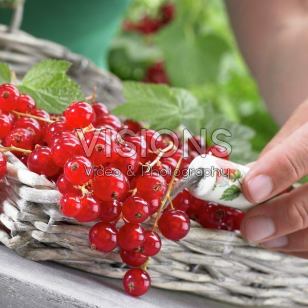 Ribes rubrum Ribes rubrum