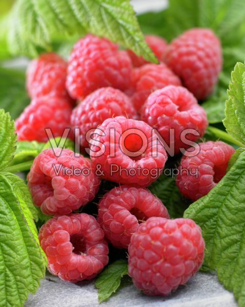 Rubus idaeus Malling Promise syn. Marastar Rubus idaeus Malling Promise syn. Marastar