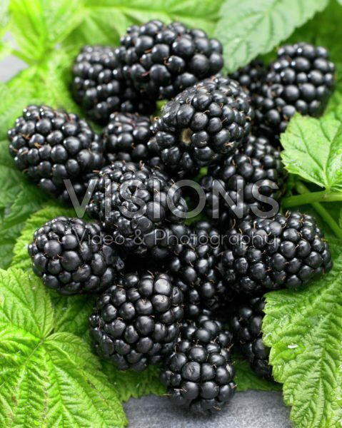 Rubus fruticosus Rubus fruticosus