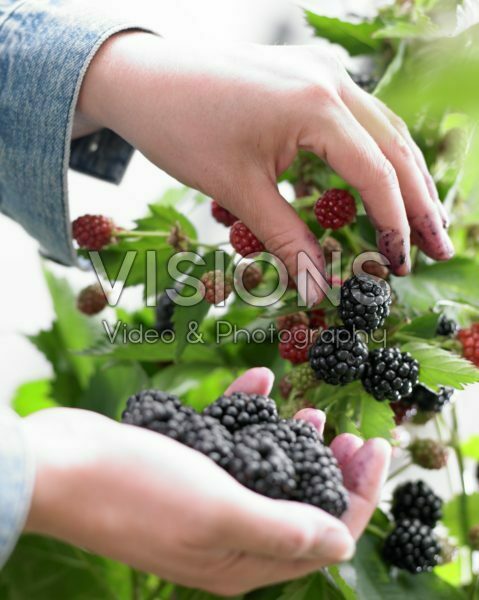 Rubus fruticosus Loch Ness Rubus fruticosus Loch Ness