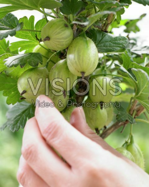 Ribes uva-crispa Ribes uva-crispa
