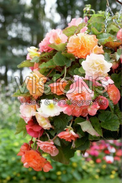Begonia Begonia