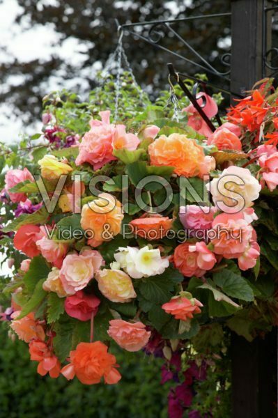 Begonia Begonia