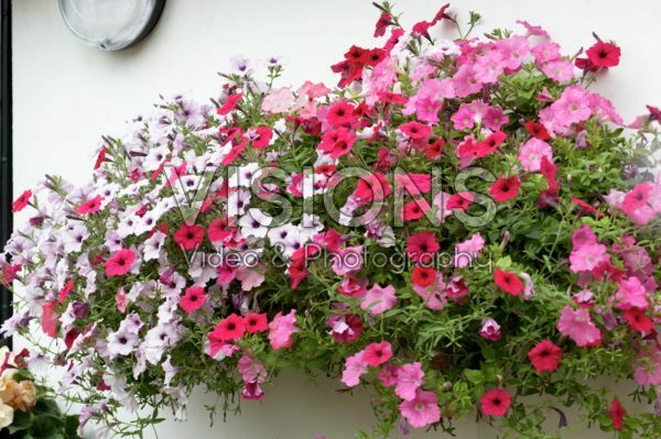 Petunia Easy Wave Petunia Easy Wave
