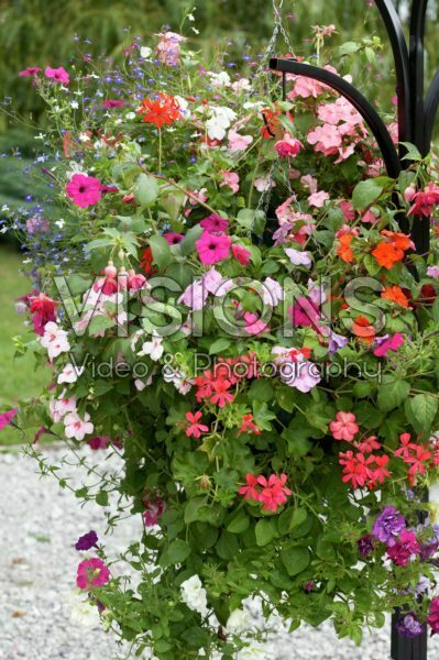 Mixed hanging basket Mixed hanging basket