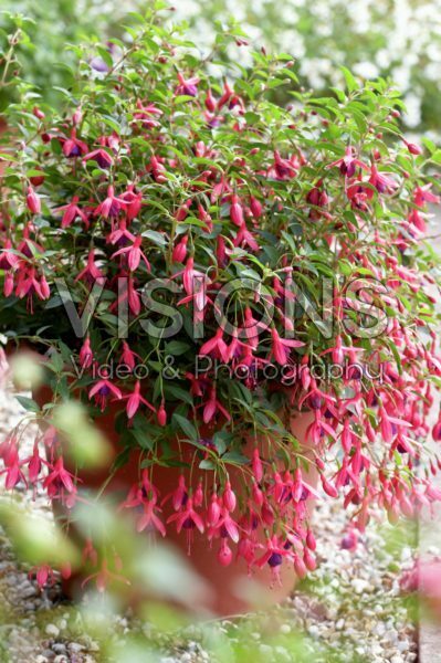 Fuchsia magellanica Aurea Fuchsia magellanica Aurea